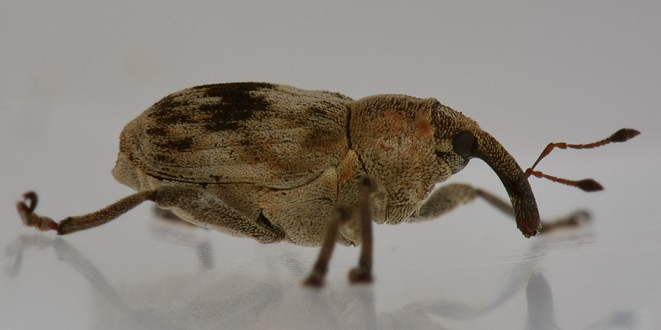 Tapeinotus sellatus - Curculionidae